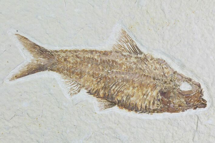 Detailed Fossil Fish (Knightia) - Wyoming #96105